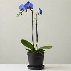 Bouquet Arrangement (Small)