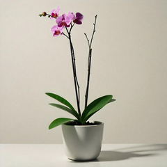 Bouquet Arrangement (Small)