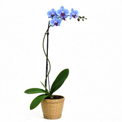 Phalaenopsis orchids (Large)