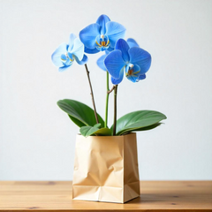 Phalaenopsis orchids (Small)