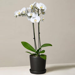 Bouquet Arrangement (Small)