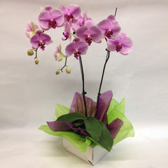 Bouquet Arrangement (Small)