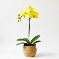 Phalaenopsis orchids (Large)