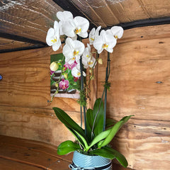 Bouquet Arrangement (Medium)