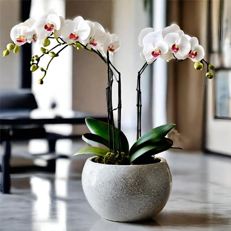 Coconut Grove Orchids