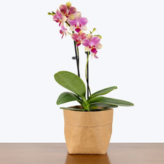 Phalaenopsis orchids (Large)