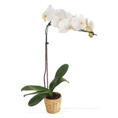Phalaenopsis orchids (Large)