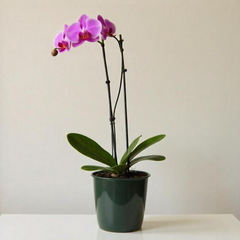 Bouquet Arrangement (Small)