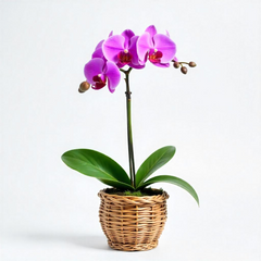 Phalaenopsis orchids (Large)