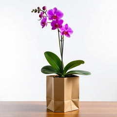 Phalaenopsis orchids (Small)