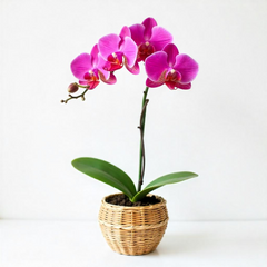 Phalaenopsis orchids (Large)
