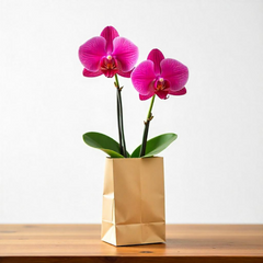 Phalaenopsis orchids (Small)