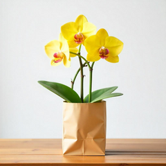 Phalaenopsis orchids (Small)